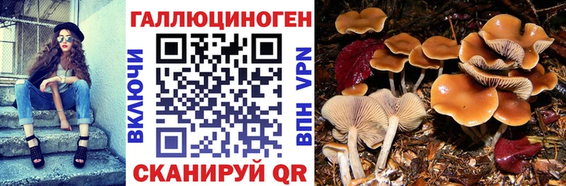 Псилоцибиновые грибы Cubensis  Купить  Кыштым 